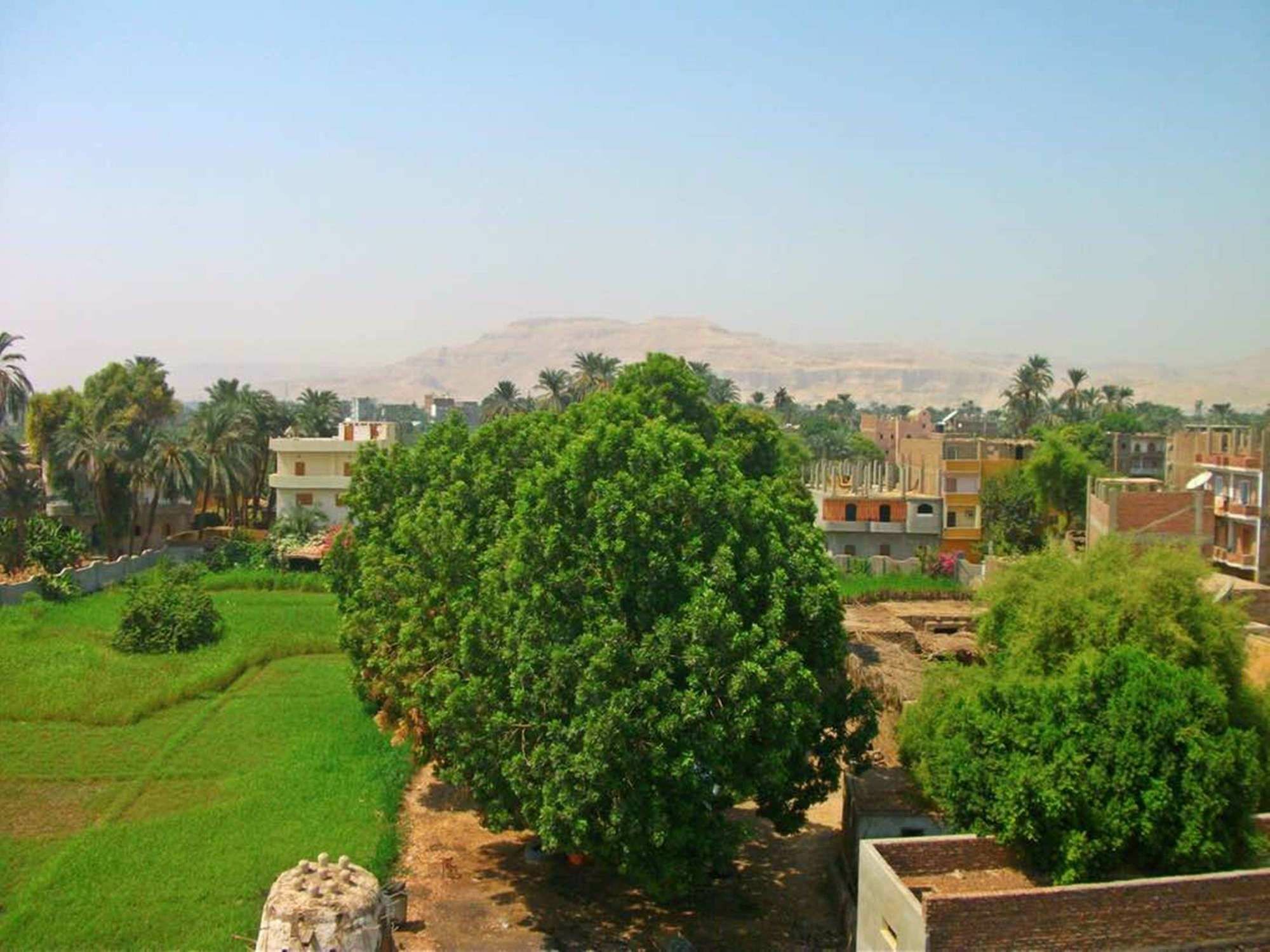 Farida Apartments Luxor Exteriör bild